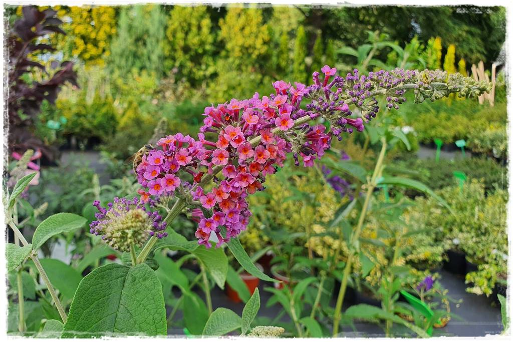 Budleja w ogrodzie aranżacje 110 Budleja w ogrodzie aranżacje 110