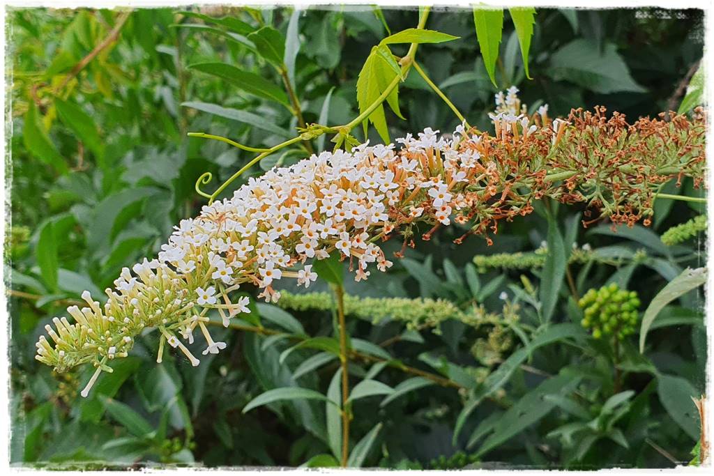 Budleja w ogrodzie aranżacje 111 Budleja w ogrodzie aranżacje 111