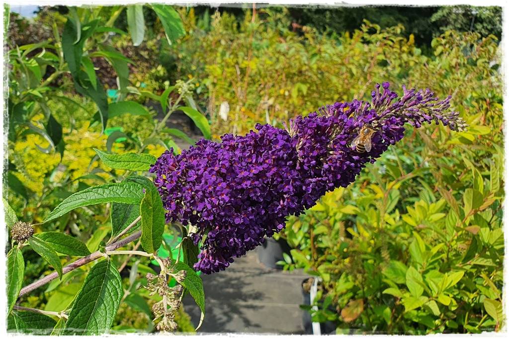 Budleja w ogrodzie aranżacje 112 Budleja w ogrodzie aranżacje 112