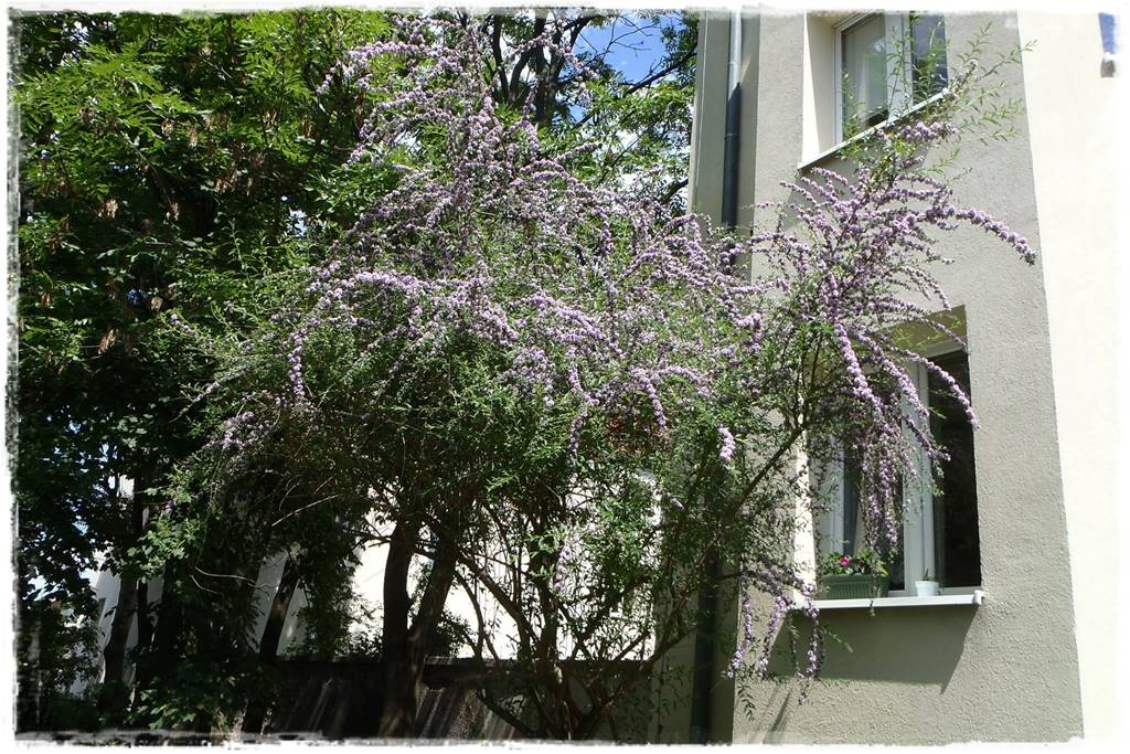 Budleja w ogrodzie aranżacje 113