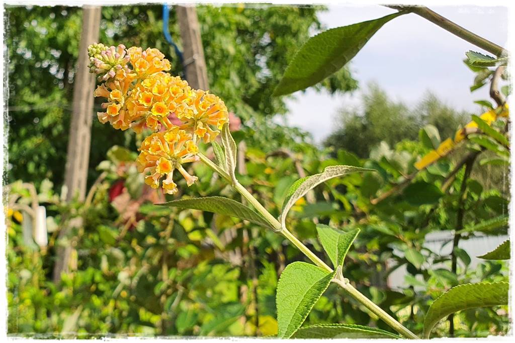 Budleja w ogrodzie aranżacje 114