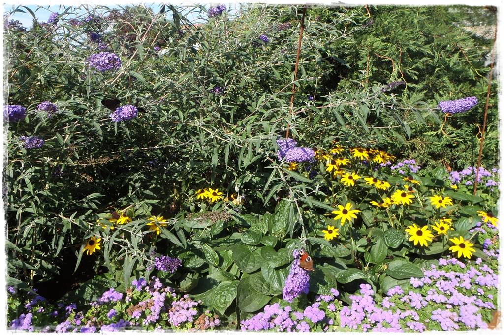 Budleja w ogrodzie aranżacje 201 Budleja w ogrodzie aranżacje 201