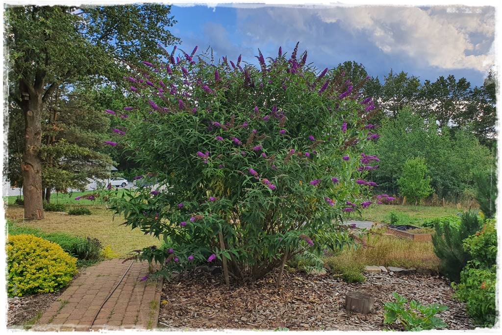 Budleja w ogrodzie aranżacje 210 Budleja w ogrodzie aranżacje 210