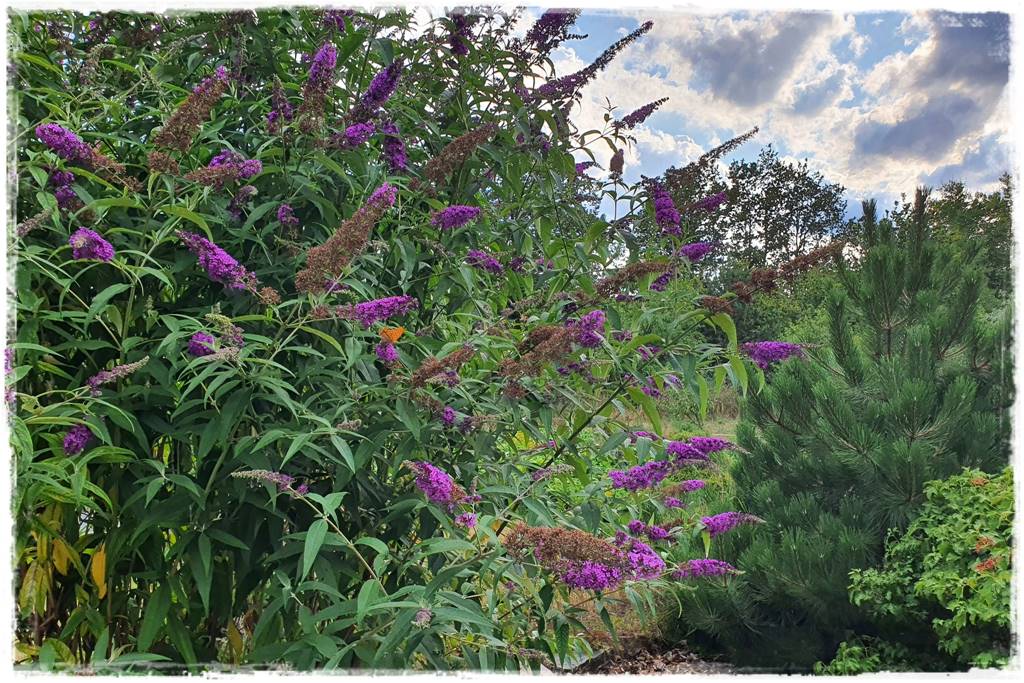 Budleja w ogrodzie aranżacje 211 Budleja w ogrodzie aranżacje 211