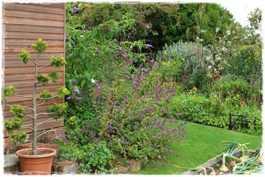 Budleja w ogrodzie aranżacje 250