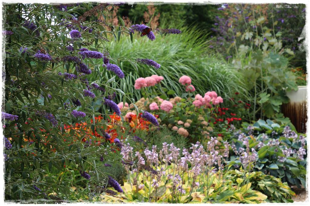 Budleja w ogrodzie aranżacje 280