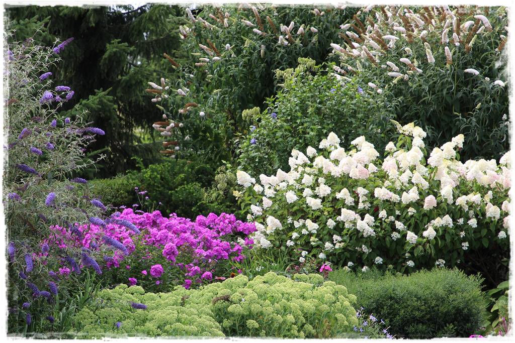 Budleja w ogrodzie aranżacje 290 Budleja w ogrodzie aranżacje 290