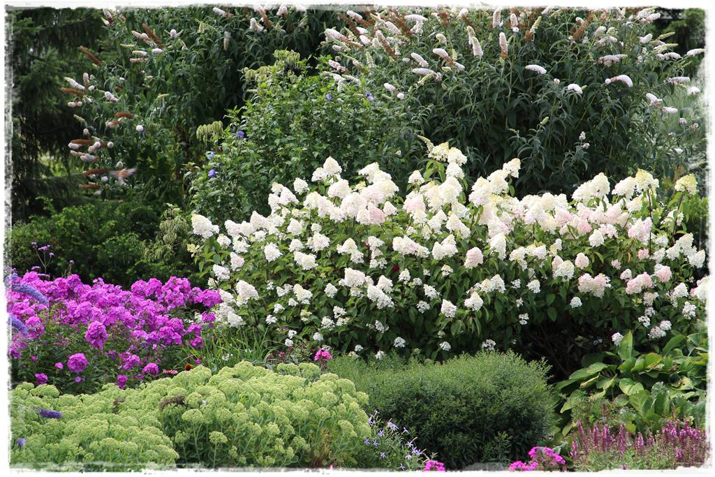 Budleja w ogrodzie aranżacje 291 Budleja w ogrodzie aranżacje 291