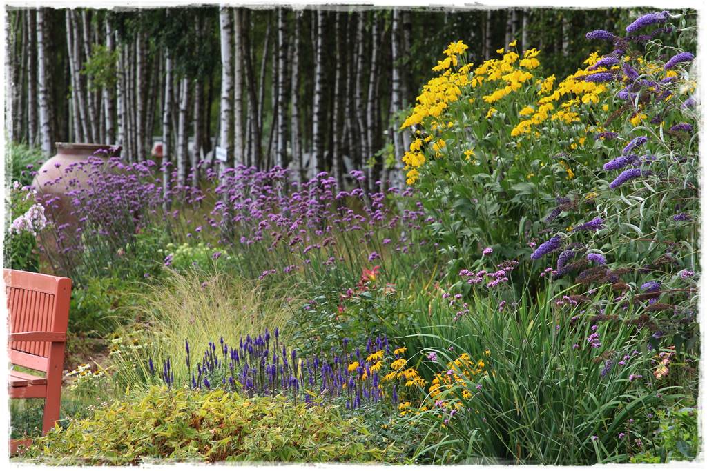 Budleja w ogrodzie aranżacje 300
