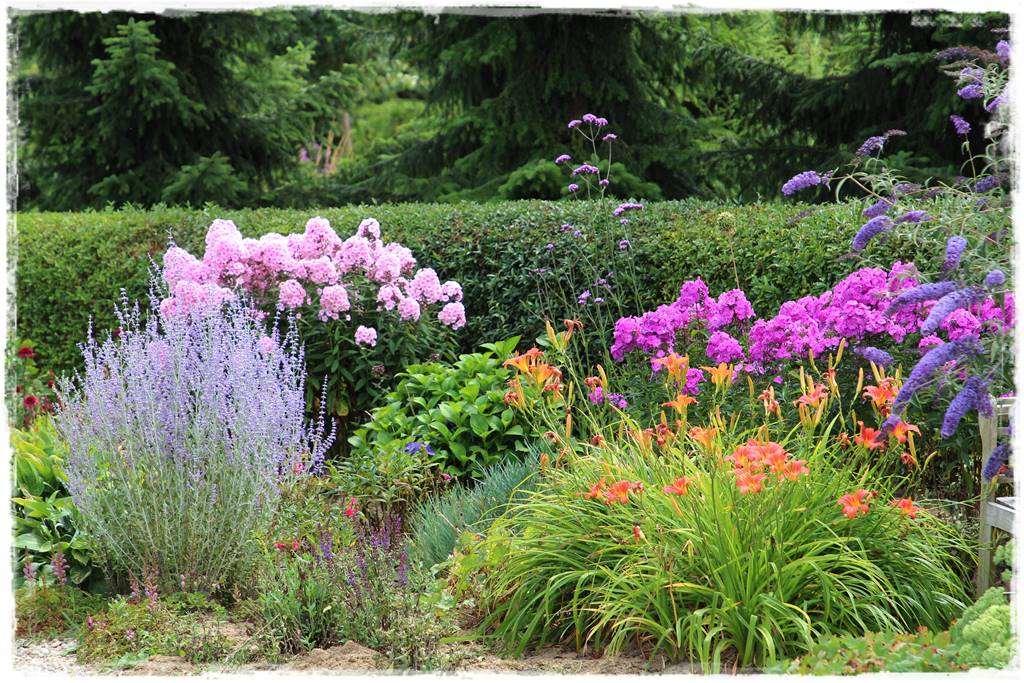 Budleja w ogrodzie aranżacje 310 Budleja w ogrodzie aranżacje 310