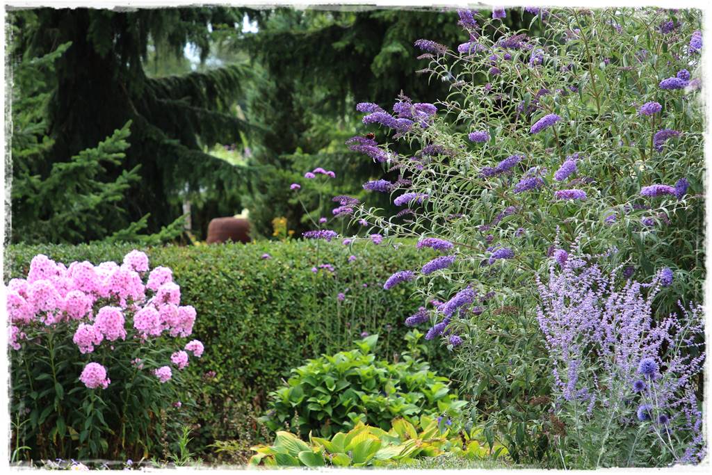 Budleja w ogrodzie aranżacje 311 Budleja w ogrodzie aranżacje 311