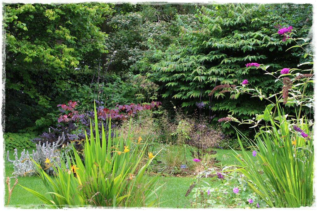 Budleja w ogrodzie aranżacje 320