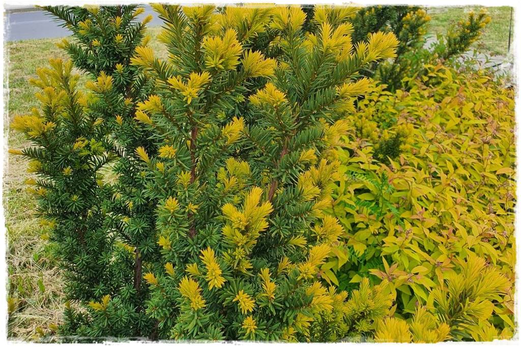 Cis w ogrodzie aranżacje 10b