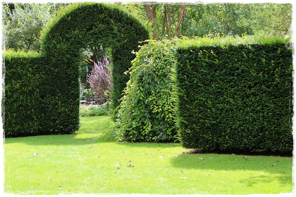 Cis w ogrodzie aranżacje 10i Cis w ogrodzie aranżacje 10i