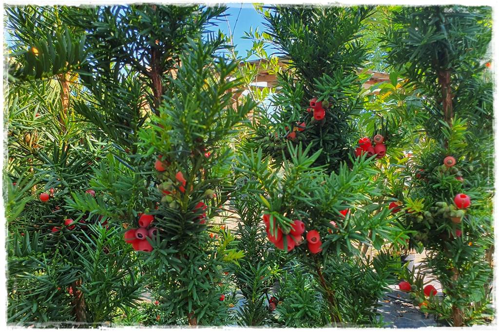 Cis w ogrodzie aranżacje 2