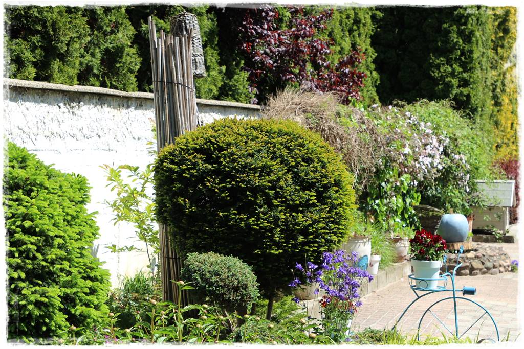 Cis w ogrodzie aranżacje 40b Cis w ogrodzie aranżacje 40b