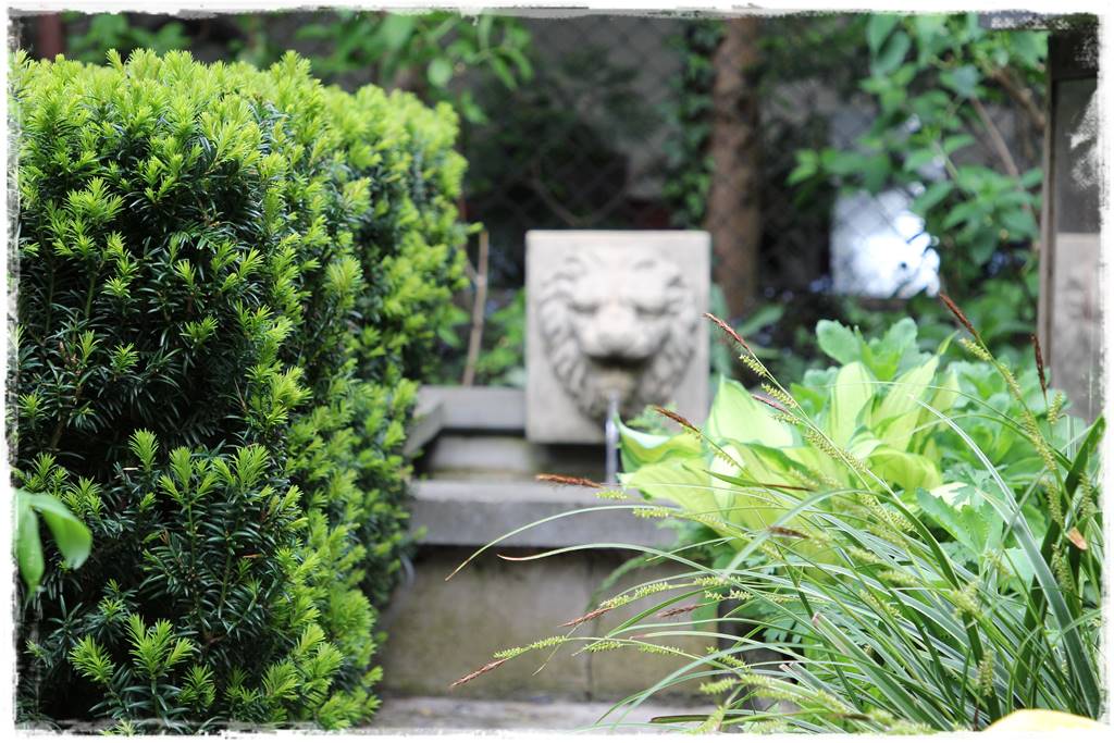 Cis w ogrodzie aranżacje 40c