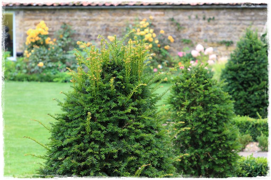 Cis w ogrodzie aranżacje 40d Cis w ogrodzie aranżacje 40d