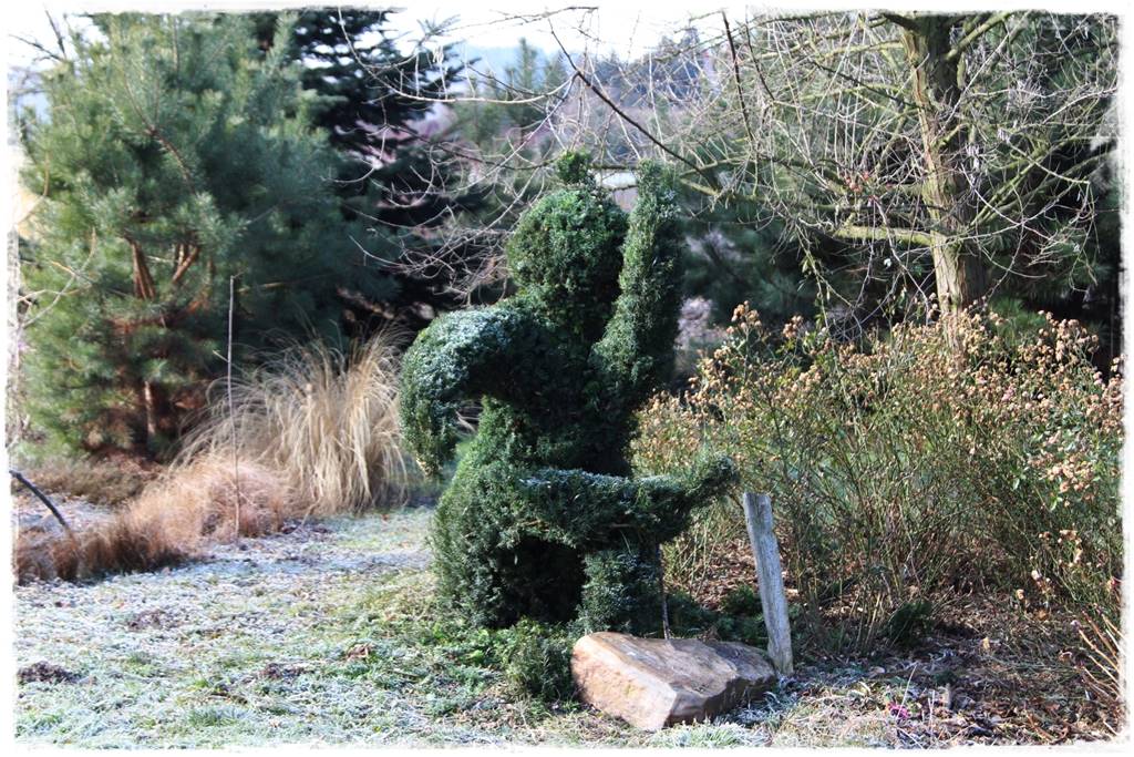 Cis w ogrodzie aranżacje 40g Cis w ogrodzie aranżacje 40g