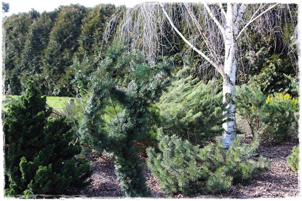 Cis w ogrodzie aranżacje 40h Cis w ogrodzie aranżacje 40h