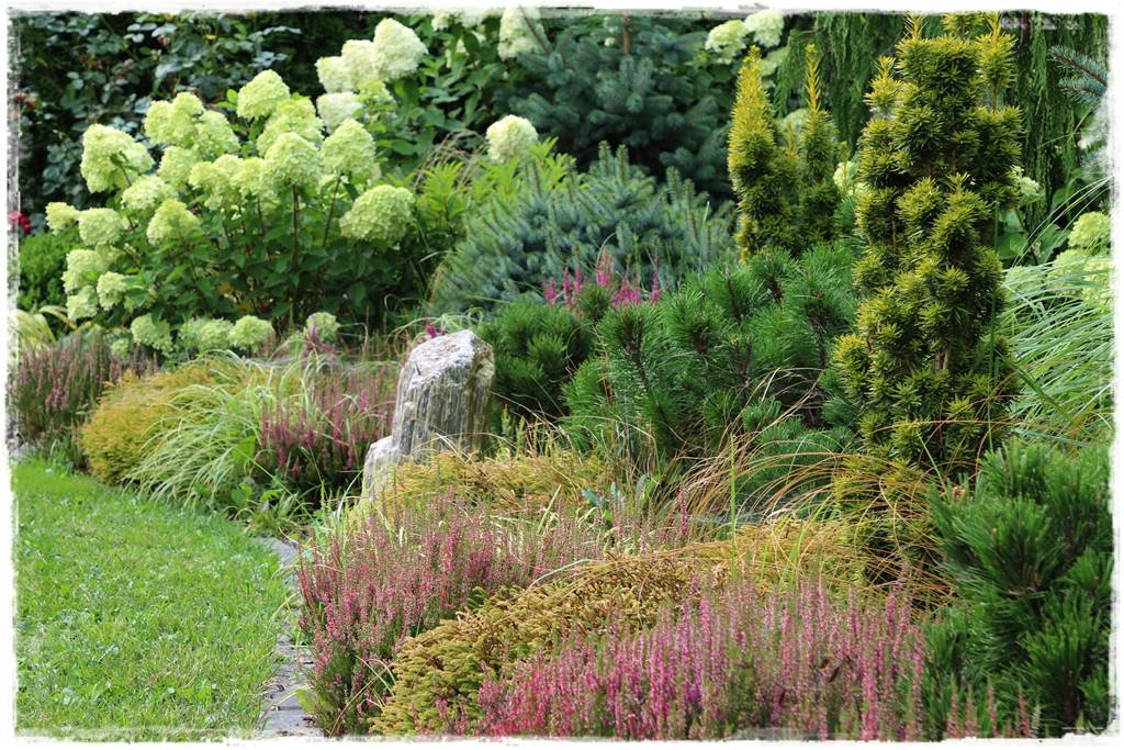 Cis w ogrodzie aranżacje 50