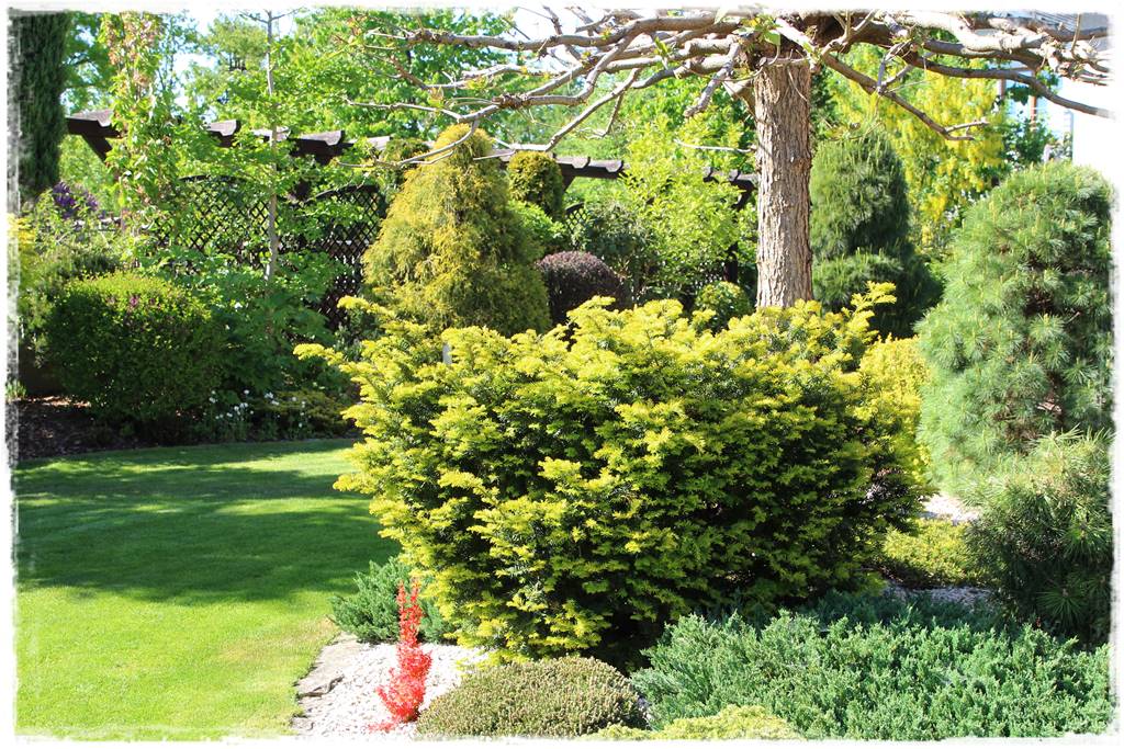 Cis w ogrodzie aranżacje 50b