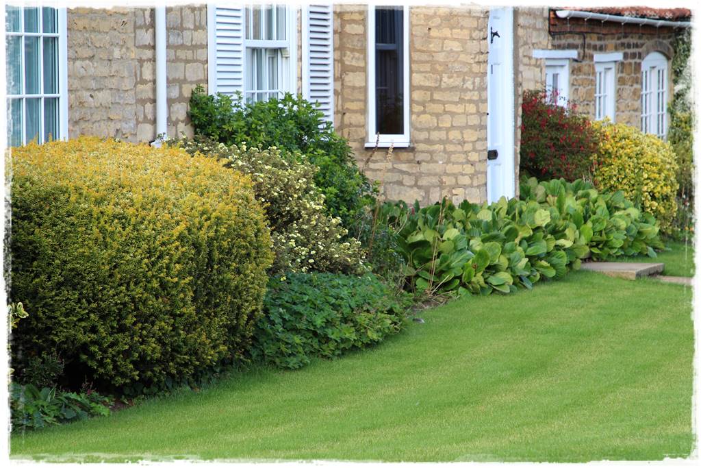 Cis w ogrodzie aranżacje 50c