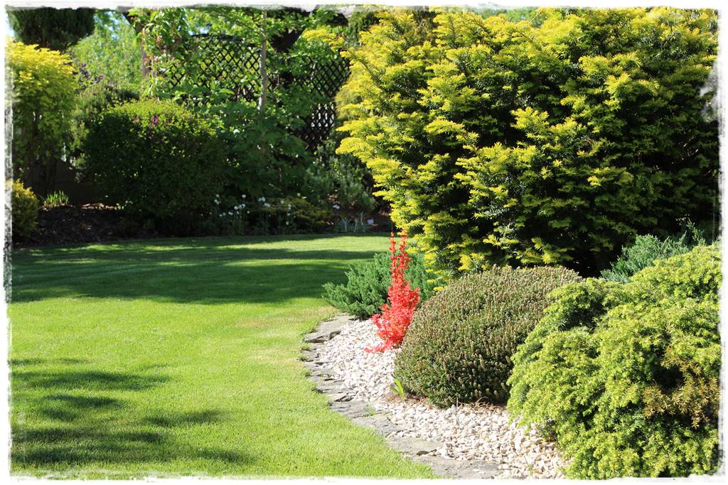 Cis w ogrodzie aranżacje 50d