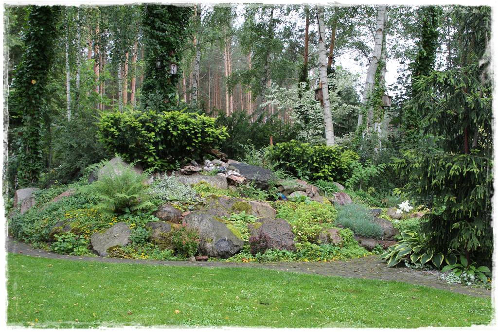 Cis w ogrodzie aranżacje 70a Cis w ogrodzie aranżacje 70a