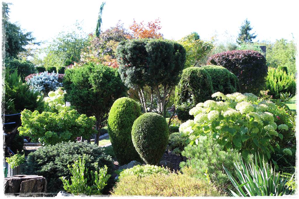 Cis w ogrodzie aranżacje 70b Cis w ogrodzie aranżacje 70b