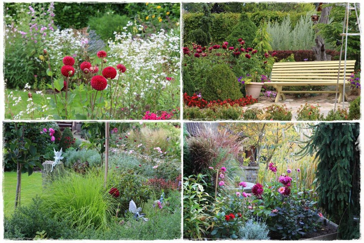 Dalie w ogrodzie aranżacje 1