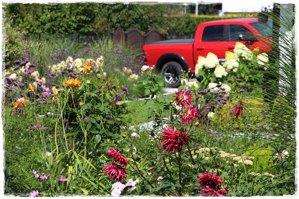 Dalie w ogrodzie aranżacje 10 Dalie w ogrodzie aranżacje 10