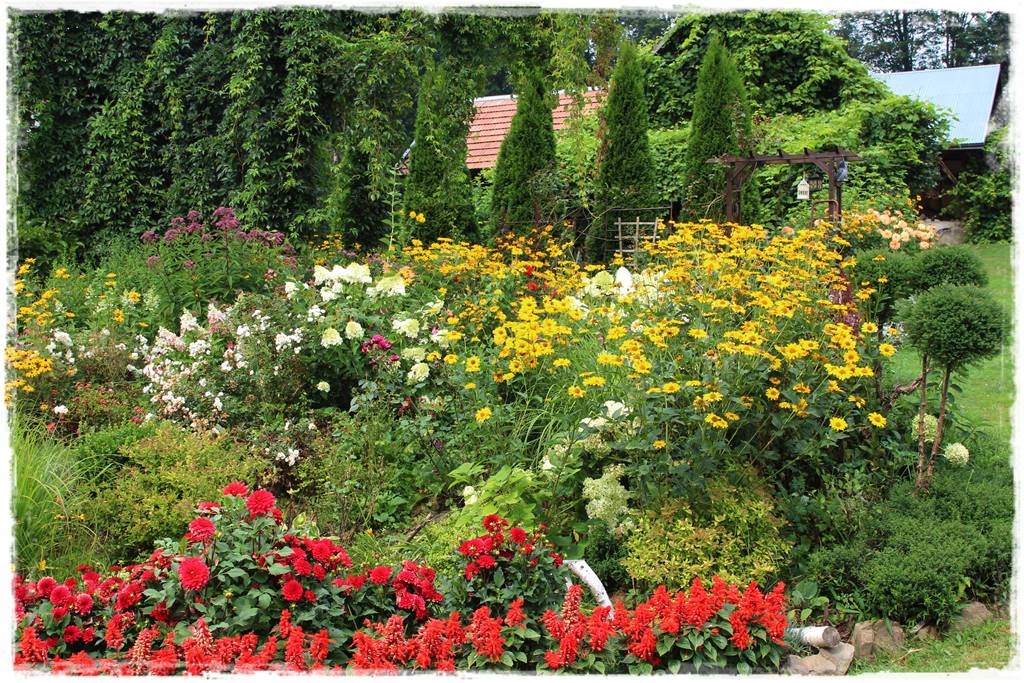 Dalie w ogrodzie aranżacje 103b Dalie w ogrodzie aranżacje 103b