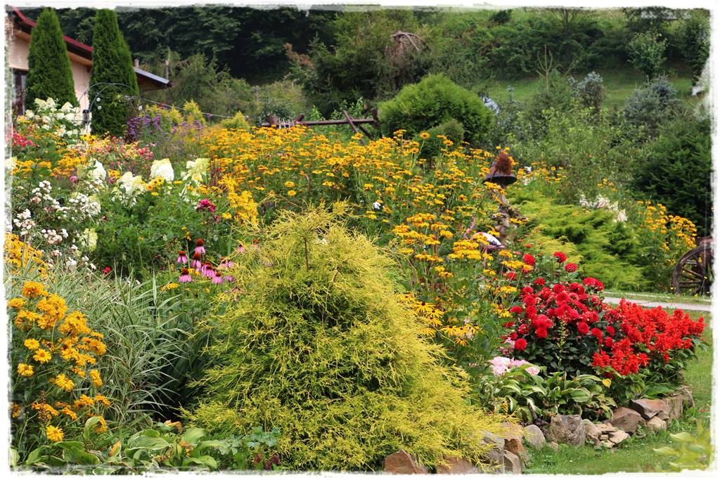 Dalie w ogrodzie aranżacje 103c