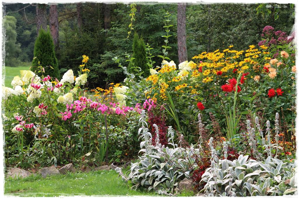 Dalie w ogrodzie aranżacje 103d