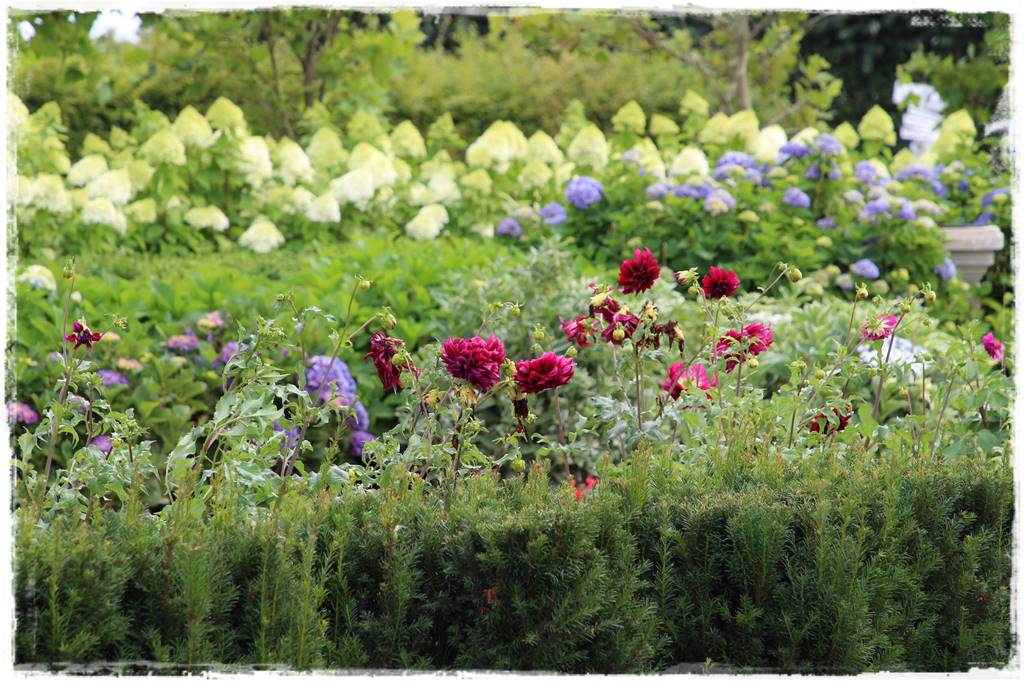 Dalie w ogrodzie aranżacje 104c Dalie w ogrodzie aranżacje 104c