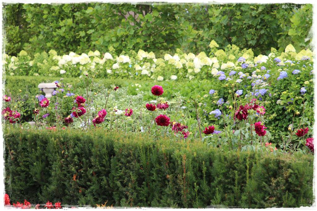 Dalie w ogrodzie aranżacje 104d Dalie w ogrodzie aranżacje 104d