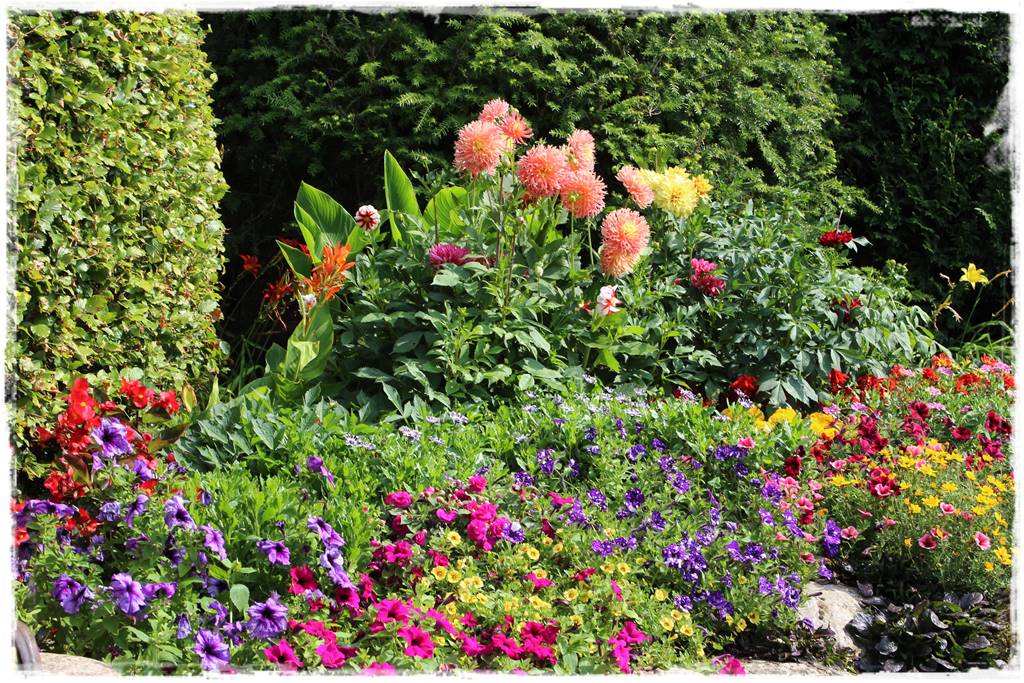 Dalie w ogrodzie aranżacje 105 Dalie w ogrodzie aranżacje 105