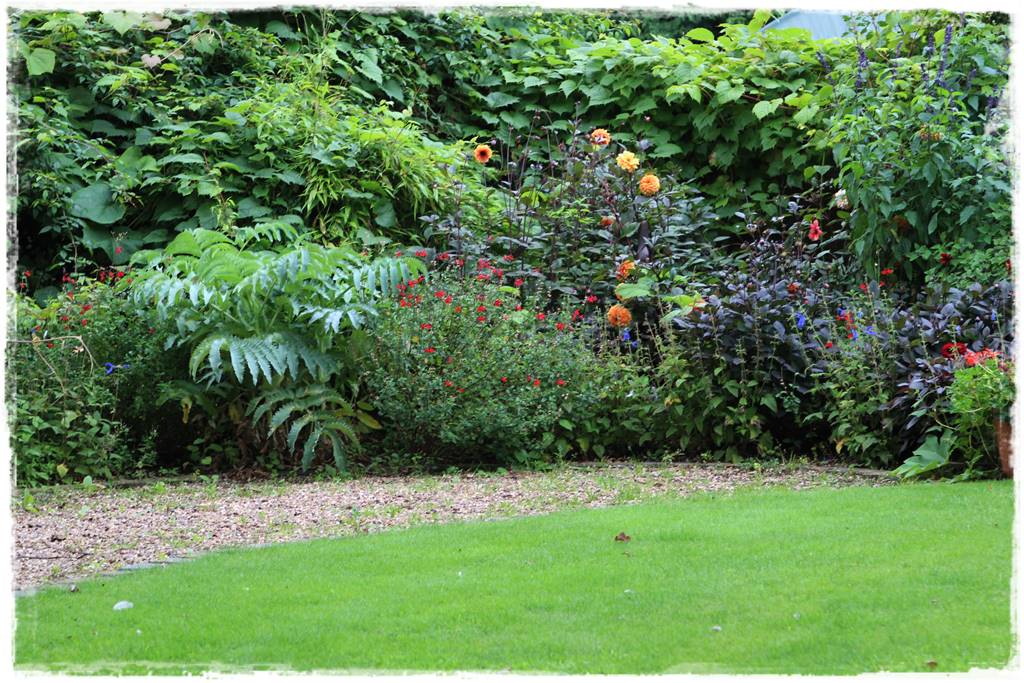 Dalie w ogrodzie aranżacje 105c Dalie w ogrodzie aranżacje 105c