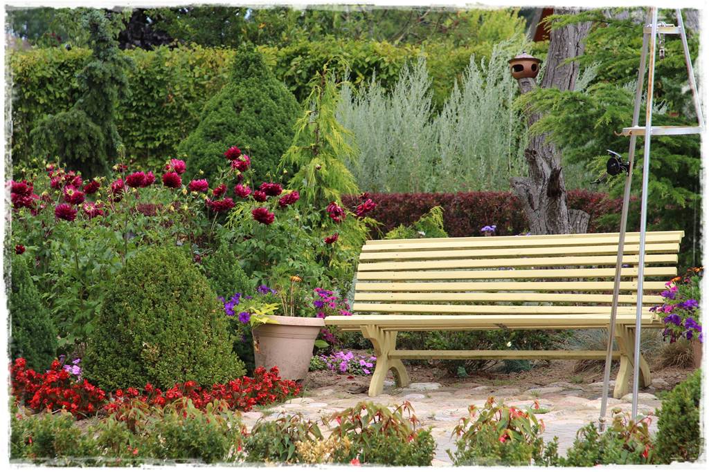 Dalie w ogrodzie aranżacje 106b Dalie w ogrodzie aranżacje 106b