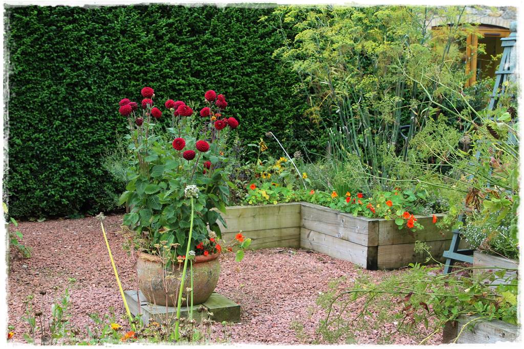 Dalie w ogrodzie aranżacje 107 Dalie w ogrodzie aranżacje 107