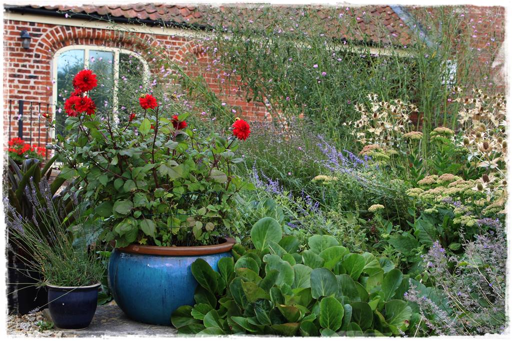 Dalie w ogrodzie aranżacje 107b Dalie w ogrodzie aranżacje 107b