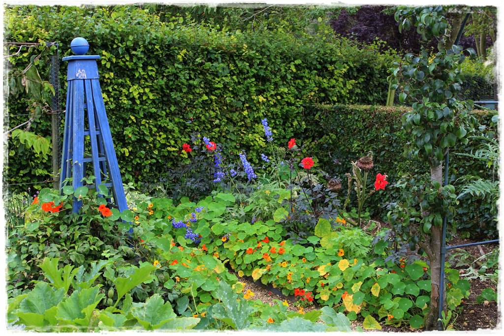 Dalie w ogrodzie aranżacje 108b Dalie w ogrodzie aranżacje 108b