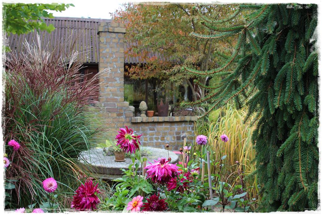 Dalie w ogrodzie aranżacje 109 Dalie w ogrodzie aranżacje 109