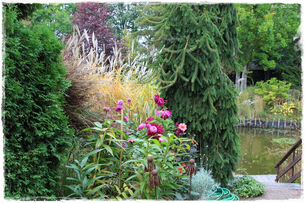 Dalie w ogrodzie aranżacje 109b Dalie w ogrodzie aranżacje 109b