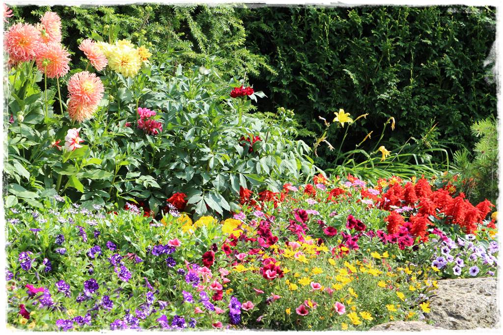 Dalie w ogrodzie aranżacje 11 Dalie w ogrodzie aranżacje 11