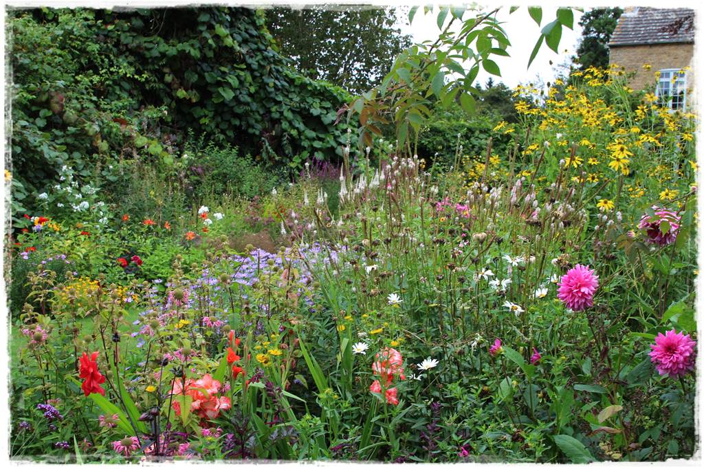 Dalie w ogrodzie aranżacje 111 Dalie w ogrodzie aranżacje 111