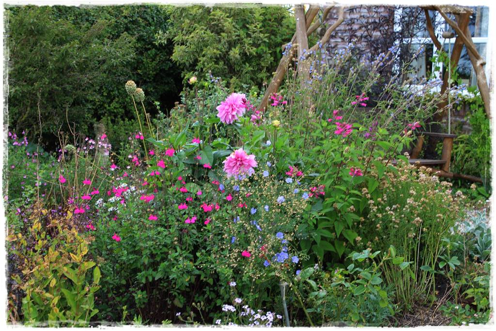 Dalie w ogrodzie aranżacje 111a Dalie w ogrodzie aranżacje 111a