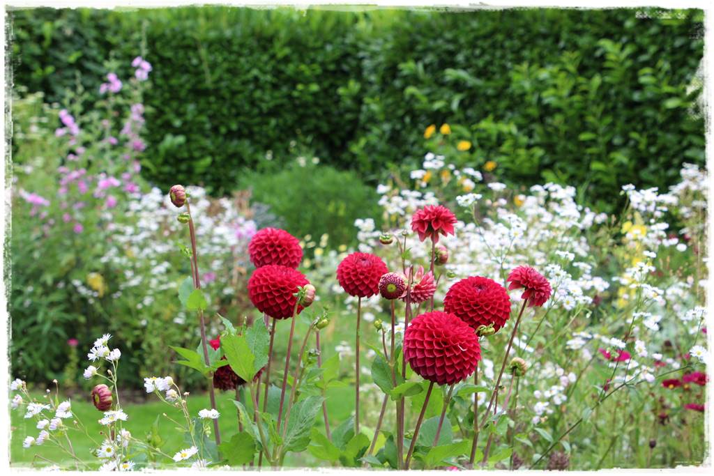 Dalie w ogrodzie aranżacje 112