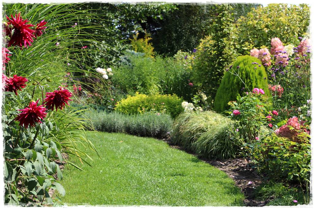 Dalie w ogrodzie aranżacje 12